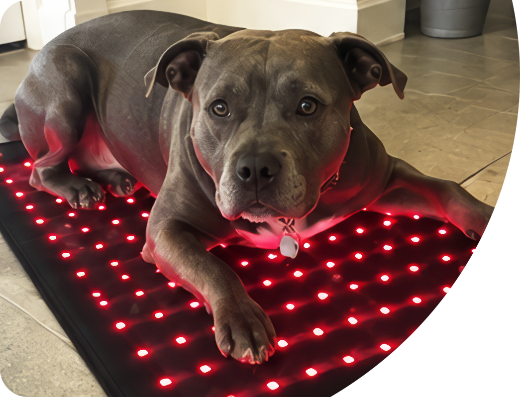 04 saddog asset photo