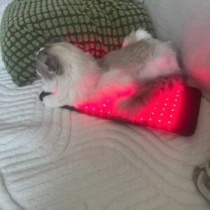 mypettharapygallary 2