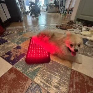 mypettharapygallary 3