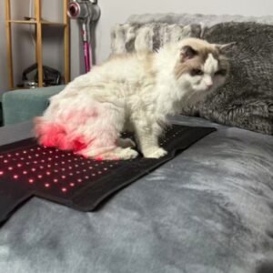 mypettharapygallary 4