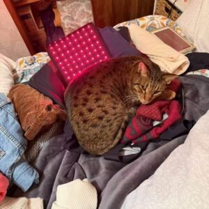 mypettharapygallary 6
