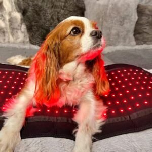 mypettharapygallary 7